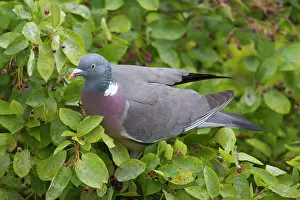 Columba: 80197426 Wood Pigeon - adult Germany Columba palumbus