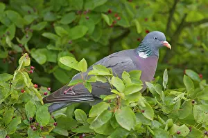 Columba: 80197427 Wood Pigeon - adult Germany Columba palumbus