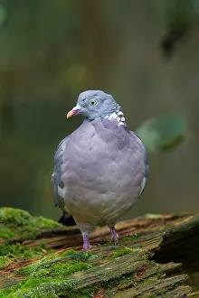 Columba: 80197428 Wood Pigeon - adult Germany Columba palumbus