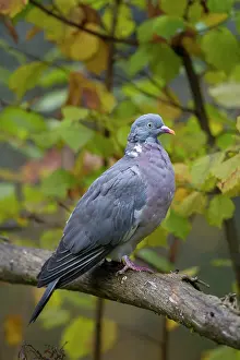 Columba: 80197429 Wood Pigeon - adult Germany Columba palumbus