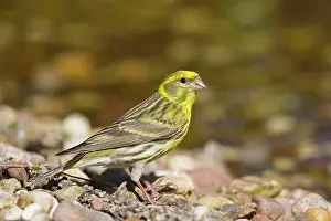 Serin: 80197430 Serin - male Mecklenburg-Western Pomerania