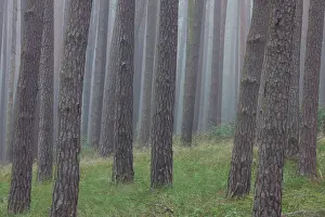 Scots: 80197431 Scots Pine - tree trunks in fog Mueritz