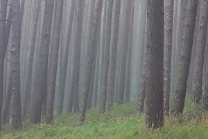 Scots: 80197432 Scots Pine - tree trunks in fog Mueritz