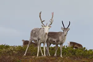 Migrating: 80197456 Reindeer - migrating herd in mountainous