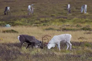 Migrating: 80197457 Reindeer - migrating herd in mountainous