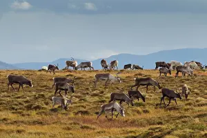 Migrating: 80197458 Reindeer - migrating herd in mountainous