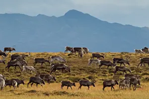 Migrating: 80197459 Reindeer - migrating herd in mountainous