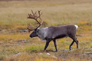 Rangifer: 80197460 Rentier - male walking in tundra Jaemtland