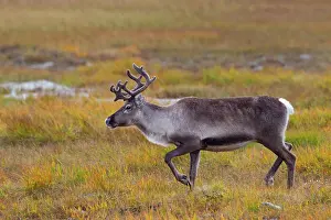 Rangifer: 80197461 Rentier - female walking in tundra Jaemtland