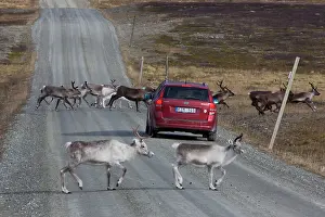 Rangifer: 80197466 Reindeer - group crossing road Jaemtland
