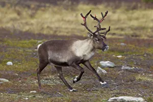Rangifer: 80197467 Reindeer - female running Jaemtland, Sweden