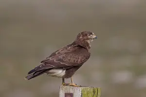 Buteo: 80197469 Buzzard - adult Gemany Buteo buteo Sven-Erik