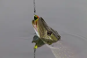 Bait: 80197471 Northern Pike - caught on fishing line