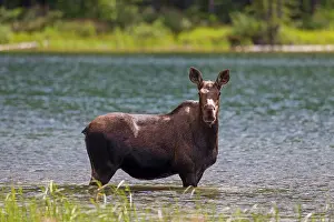 Waterton: 80197472 Moose - cow feeding on underwater vegetation