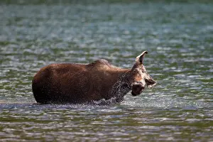 Waterton: 80197473 Moose - cow feeding on underwater vegetation