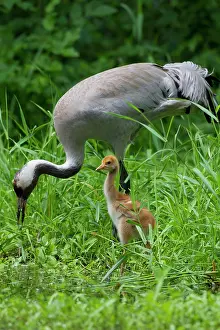 Parental: 80197475 Common Crane - adult with 10 day old young