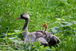 Parental: 80197476 Common Crane - adult with 10 day old young