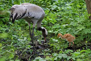 Parental: 80197477 Common Crane - adult with 10 day old young