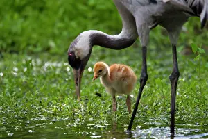 Parental: 80197478 Common Crane - adult with 10 day old young