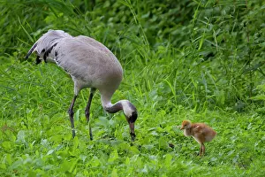 Parental: 80197479 Common Crane - adult with 10 day old young