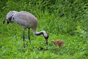 Grus: 80197480 Common Crane - adult with 10 day old young