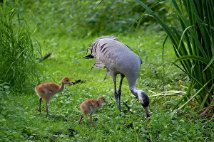 Grus: 80197481 Common Crane - adult with 10 day old young