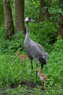 Grus: 80197482 Common Crane - adult with 10 day old young