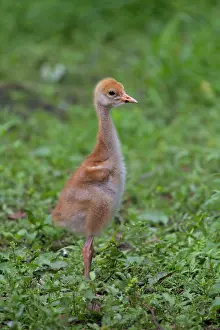 Grus: 80197483 Common Crane - ten day old chick Germany