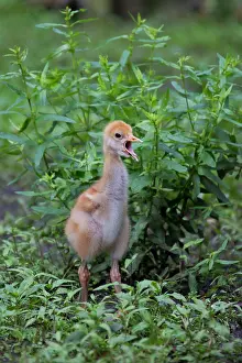 Grus: 80197484 Common Crane - ten day old chick Germany
