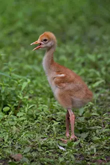 Grus: 80197485 Common Crane - ten day old chick Germany