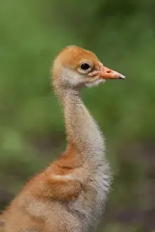 Grus: 80197487 Common Crane - ten day old chick Germany