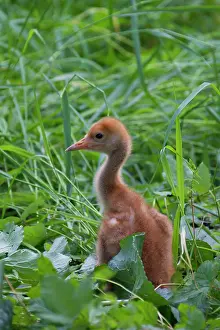 Grus: 80197488 Common Crane - ten day old chick Germany