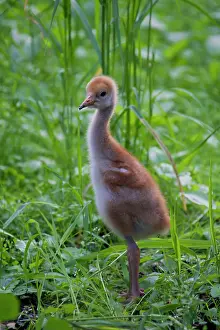 Grus: 80197489 Common Crane - ten day old chick Germany