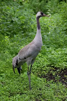 Grus: 80197490 Common Crane - adult Germany Grus grus