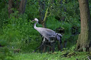 Grus: 80197491 Common Crane - adult Germany Grus grus