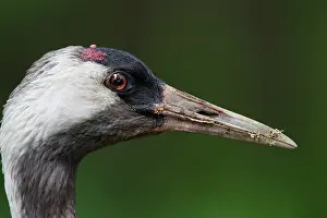 Grus: 80197492 Common Crane - adult portrait Germany Grus