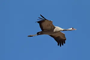 Grus: 80197493 Common Crane - adult in flight Sweden Grus