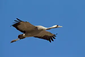 Grus: 80197494 Common Crane - adult in flight Sweden Grus