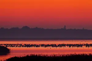 Grus: 80197504 Common Crane - flock in flight silhouetted
