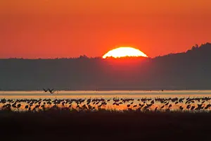 Grus: 80197505 Common Crane - flock in flight silhouetted