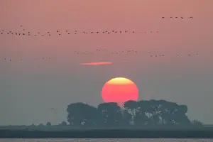 Grus: 80197506 Common Crane - flock in flight silhouetted