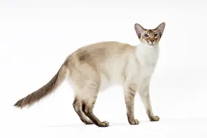 Chocolate: 80197764 Cat - Balinese Chocolate Tabby Point Jean-Michel