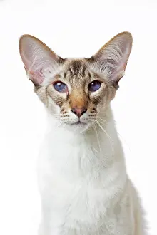 Chocolate: 80197766 Cat - Balinese Chocolate Tabby Point Jean-Michel