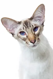 Chocolate: 80197767 Cat - Balinese Chocolate Tabby Point Jean-Michel