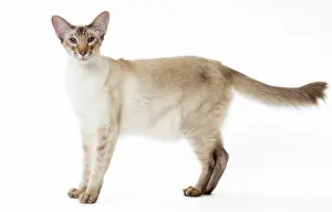 Chocolate: 80197768 Cat - Balinese Chocolate Tabby Point Jean-Michel