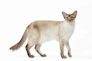Chocolate: 80197774 Cat - Balinese Chocolate Tabby Point Jean-Michel