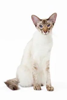 Chocolate: 80197775 Cat - Balinese Chocolate Tabby Point Jean-Michel