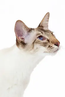 Chocolate: 80197776 Cat - Balinese Chocolate Tabby Point Jean-Michel