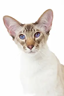Chocolate: 80197777 Cat - Balinese Chocolate Tabby Point Jean-Michel