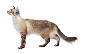 Balinese: 80197778 Cat - Balinese Seal Tabby Point Jean-Michel